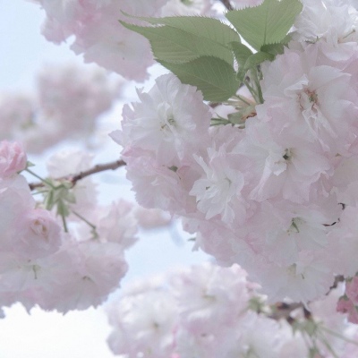 Furry插画元素搭配福瑞交流群